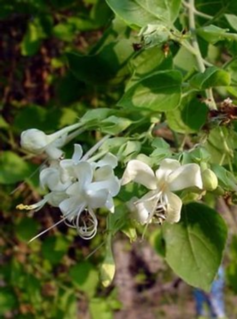 herbal-dry-extract-main