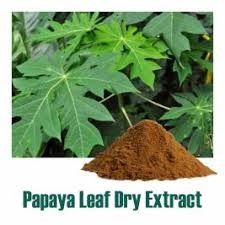 Carica papaya leaf Extracts ​
