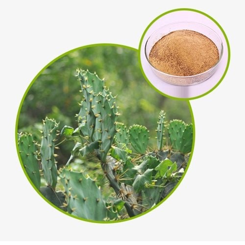 Hoodia gordoni Extracts​