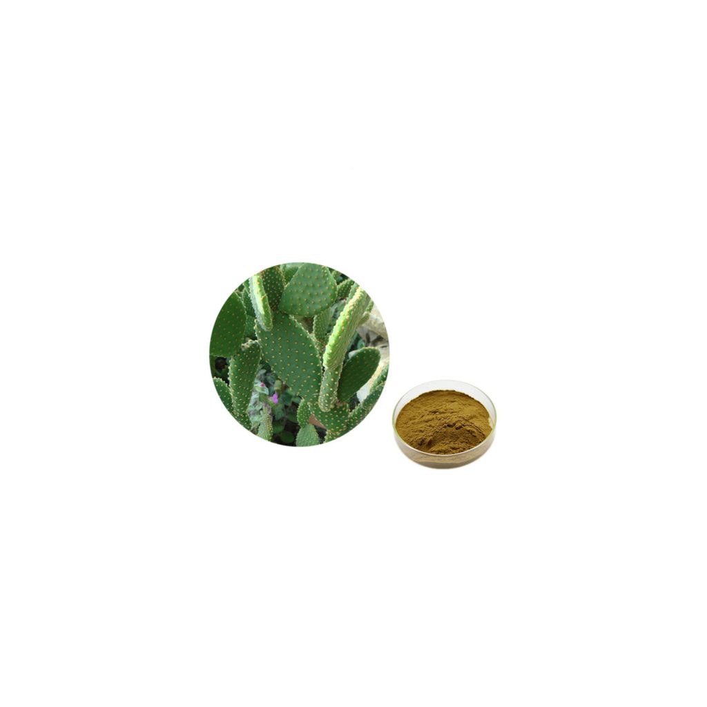Opentia cactus Extracts ​